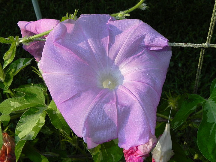 DSCN5906