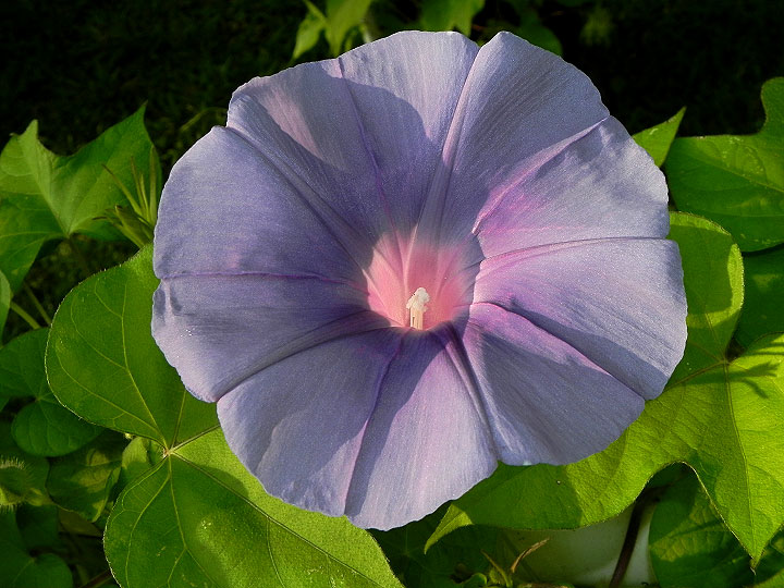 DSCN5909