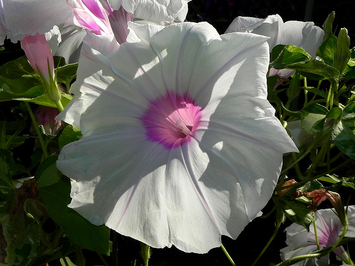 DSCN5918