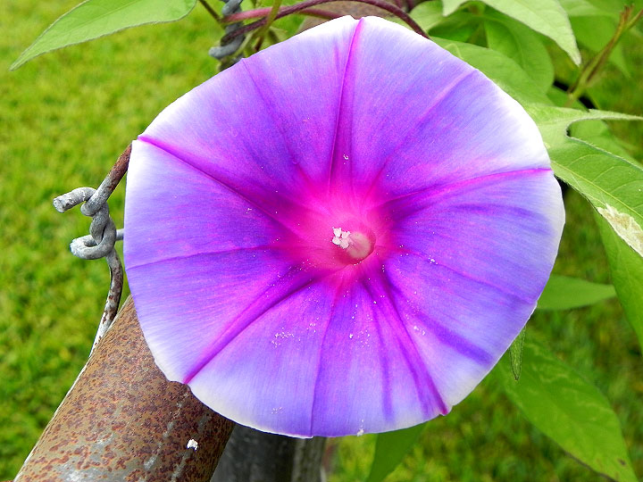DSCN5918