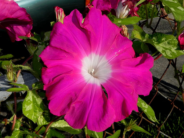 DSCN5960