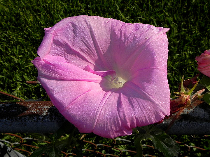 DSCN5965