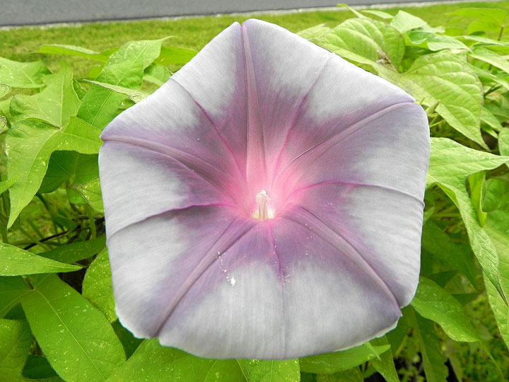 DSCN5978