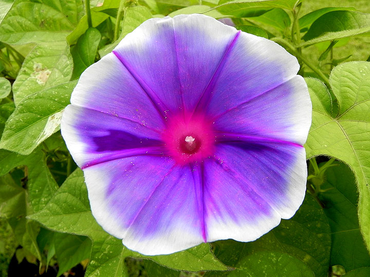 DSCN5979