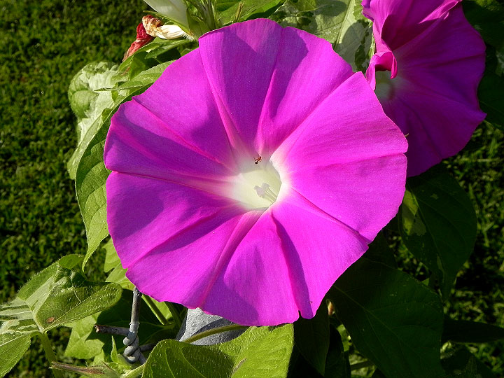 DSCN5981