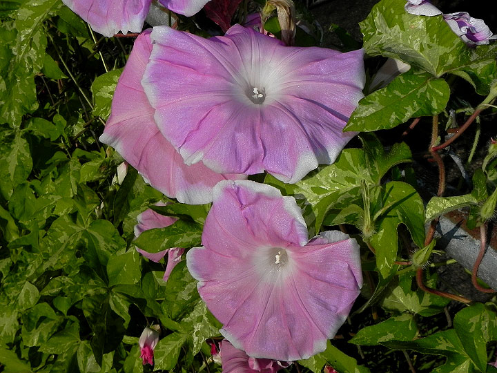 DSCN5998