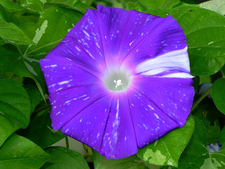 DSCN6010