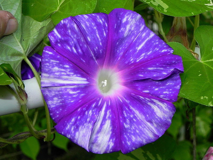 DSCN6012