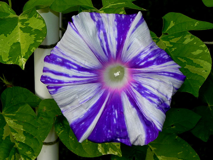 DSCN6014
