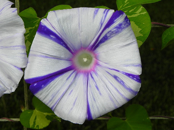 DSCN6015