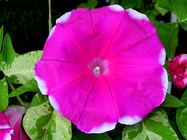 DSCN6019