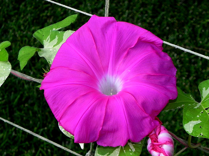 DSCN6021