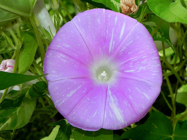 DSCN6034