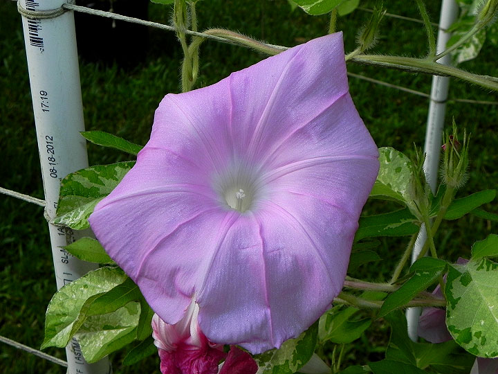 DSCN6051