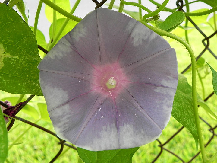 DSCN6055