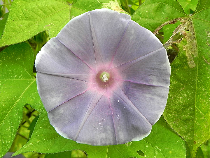 DSCN6056