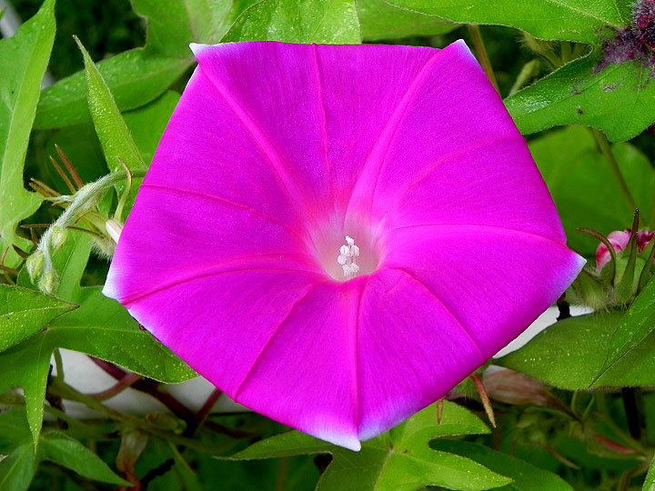 DSCN6080