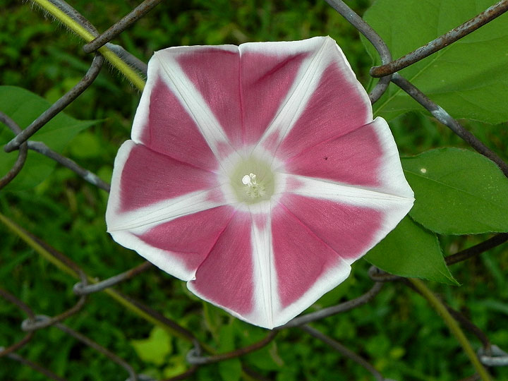 DSCN6096