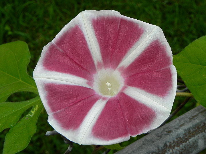 DSCN6097
