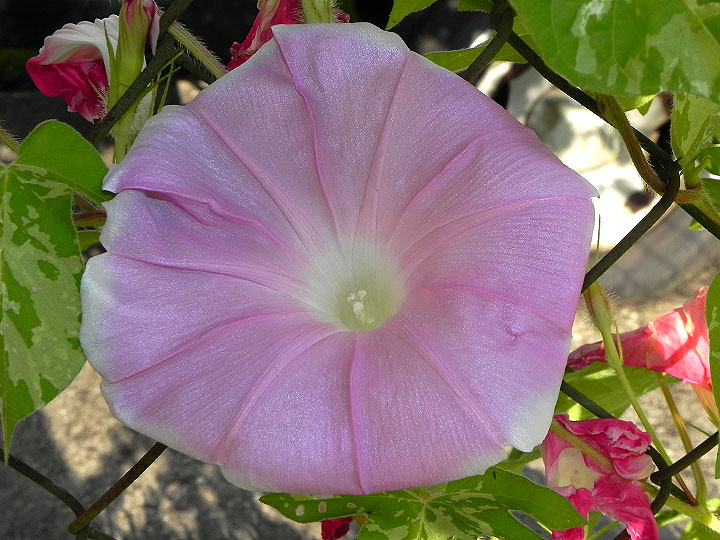 DSCN6104