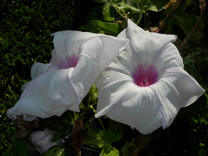 DSCN6130