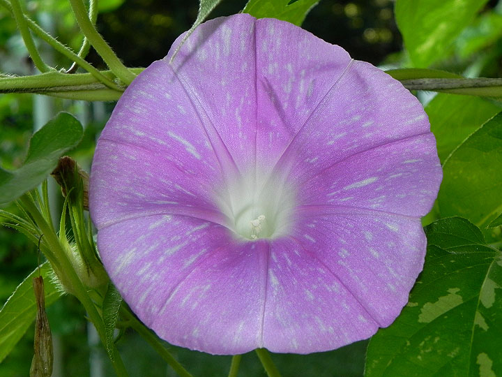 DSCN6173