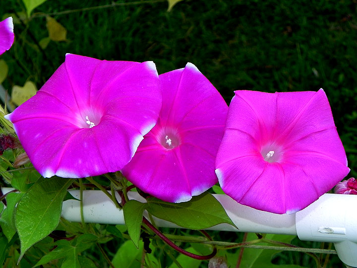 DSCN6208