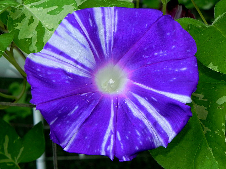 DSCN6278