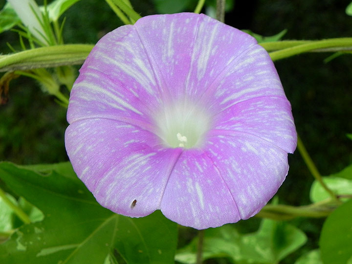 DSCN6294