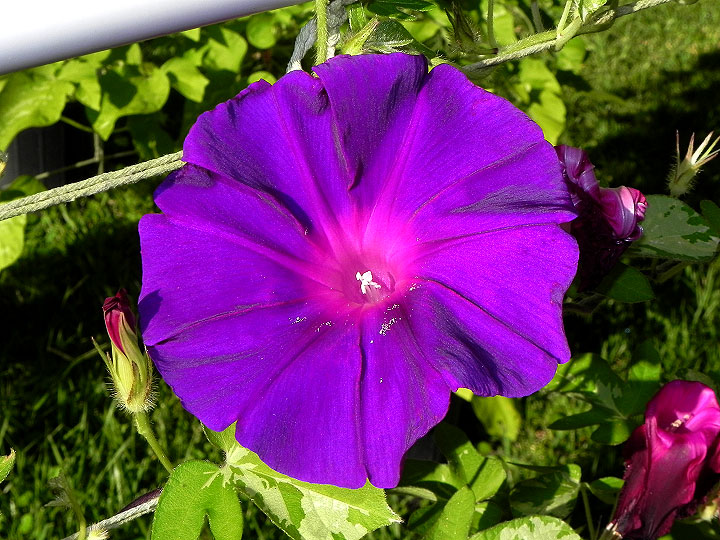 DSCN6345