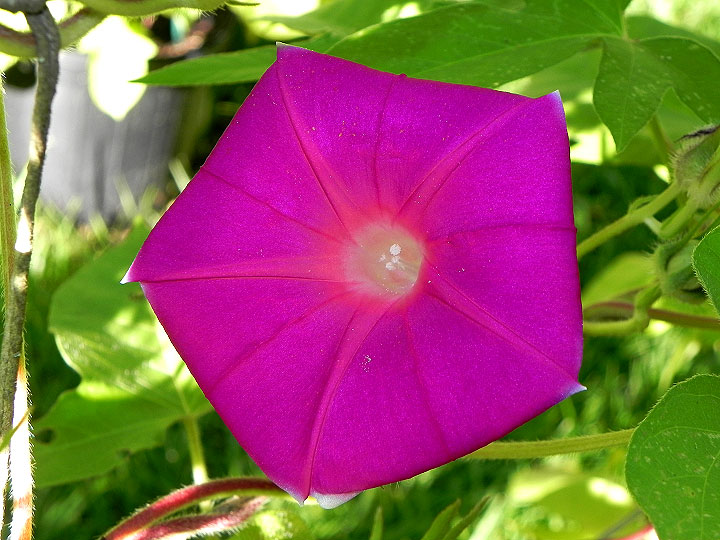 DSCN6353