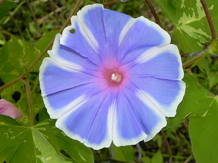 DSCN6377