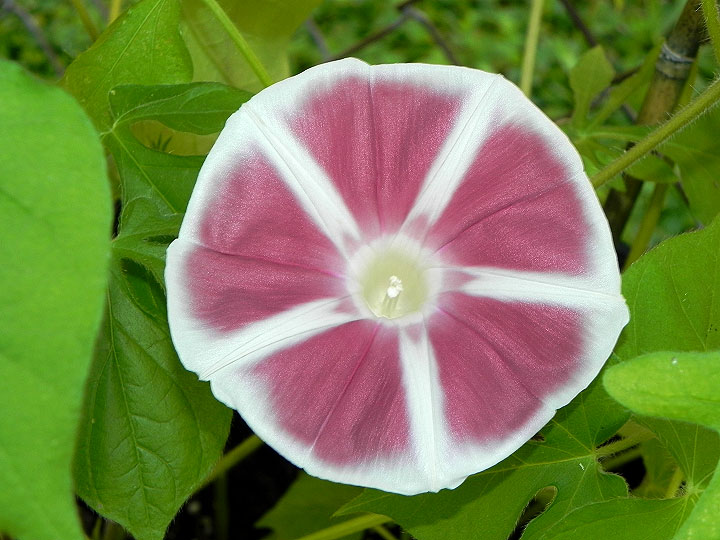 DSCN6381