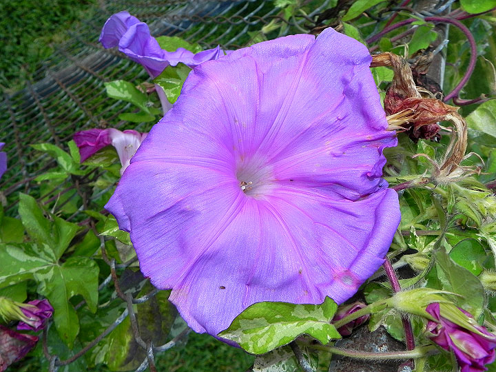 DSCN6505