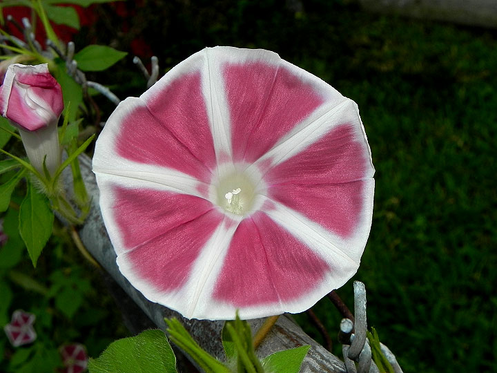 DSCN6519