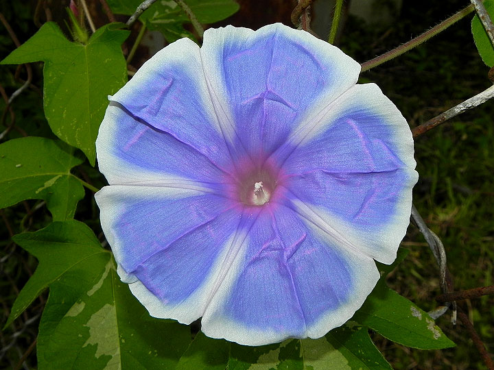 DSCN6525