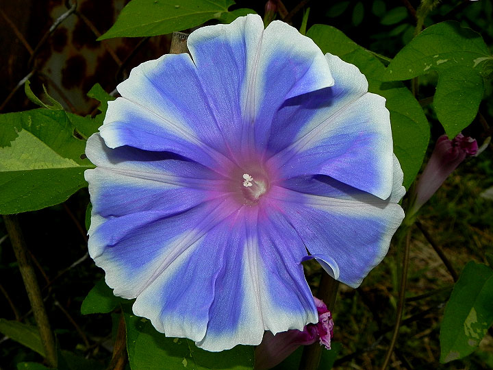DSCN6526