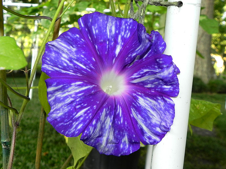 DSCN6544
