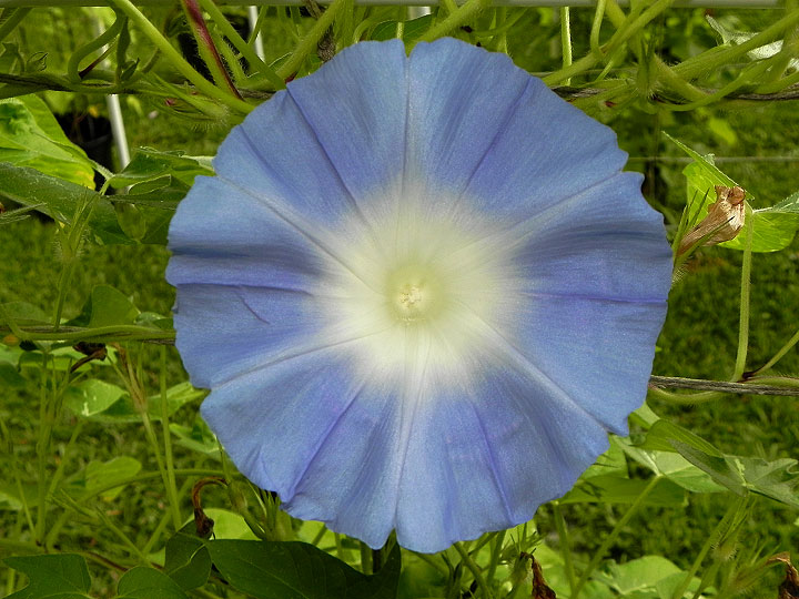 DSCN6550