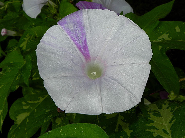 DSCN6556