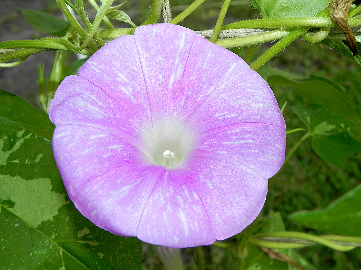 DSCN6559