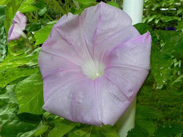 DSCN6582