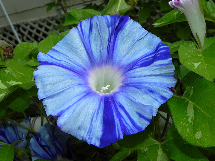 DSCN6604