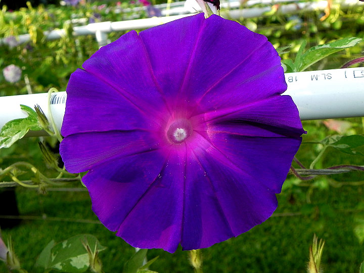 DSCN6608