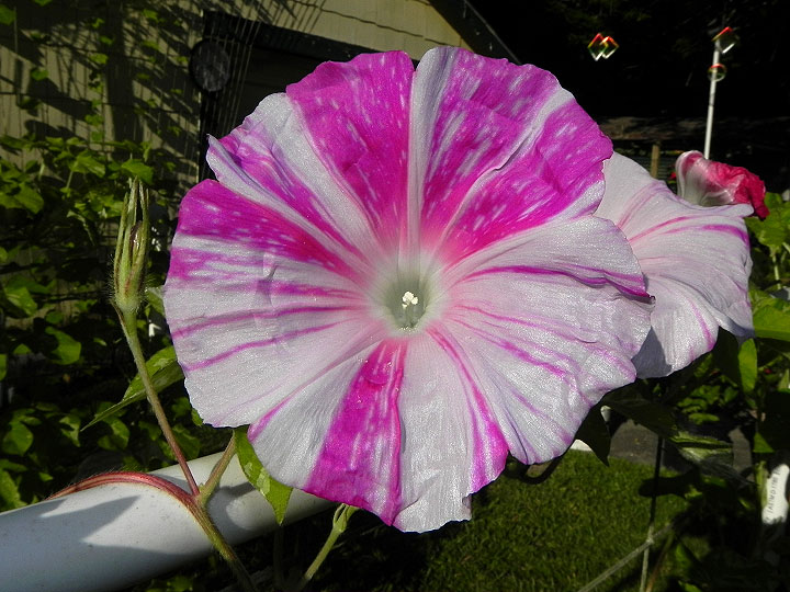 DSCN6631