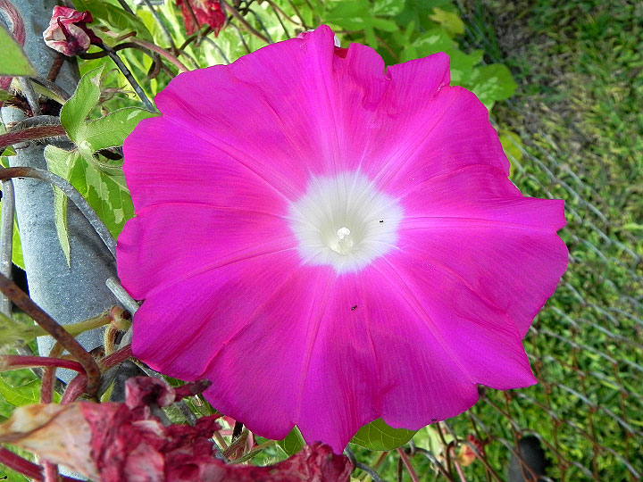 DSCN6644
