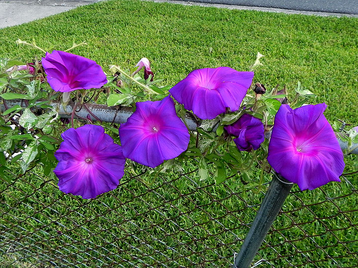 DSCN6648