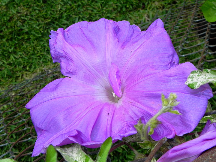 DSCN6663