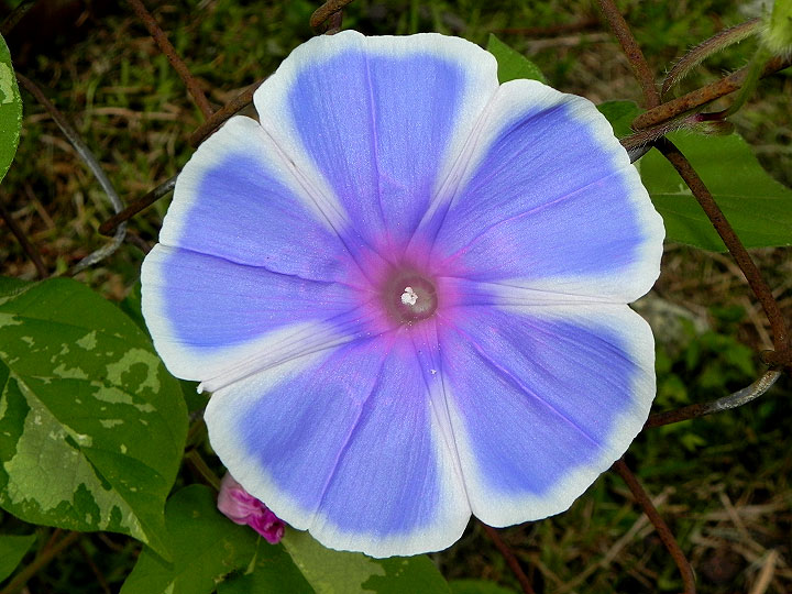 DSCN6689