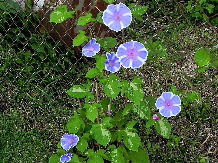 DSCN6691